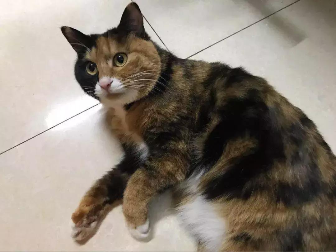 给它们一个家|线上宠物领养日,201903102