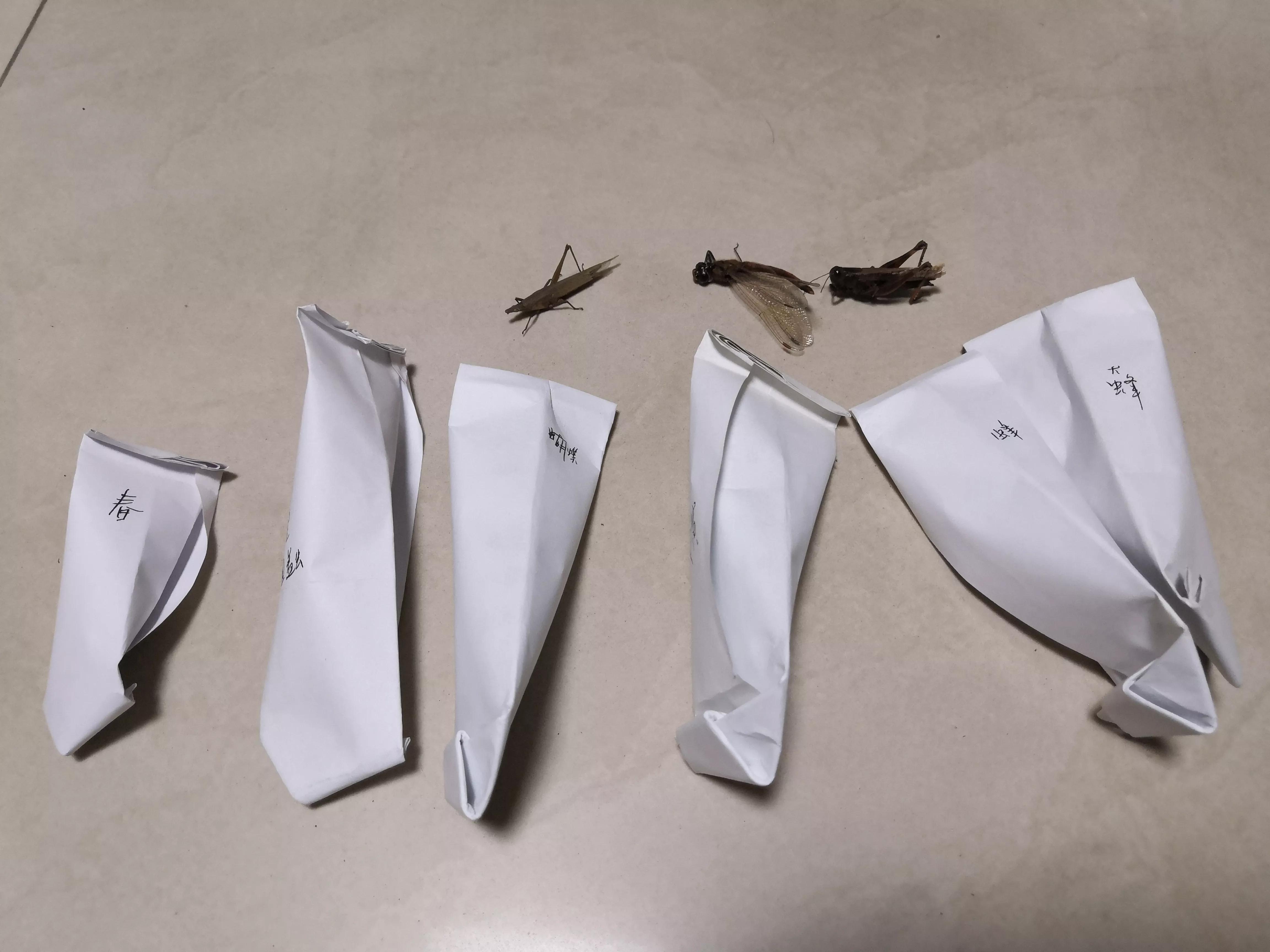 老蛙最强的微距镜头,老蛙25微距镜头