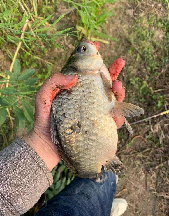 解决小鱼闹窝简单有效的办法,怎么避免小鱼闹窝夏季