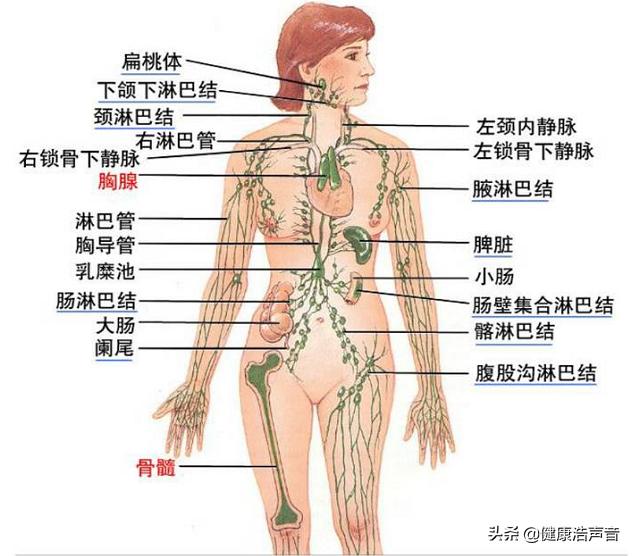 免疫系统对抗绝大多数疾病,自身免疫系统疾病是怎么患上的