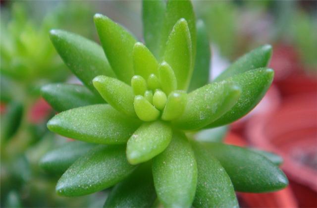 千佛手叶片上有黑点还掉叶怎么办,千佛手一直不长怎么回事