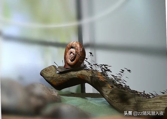 饲养蜗牛记录,如何饲养蜗牛蛋