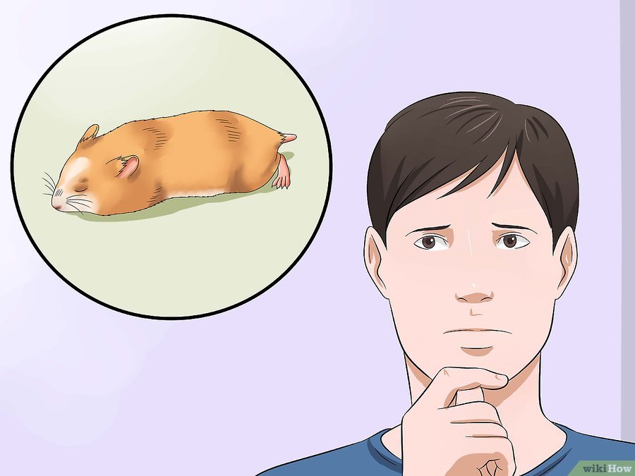 仓鼠趴着一动不动是什么意思,仓鼠怎么一动不动