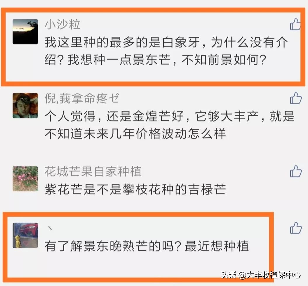 金煌芒果控梢及催花技术,芒果控梢用什么药最佳