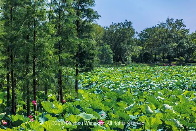 徐州荷花欣赏景区,徐州云龙湖赏荷花