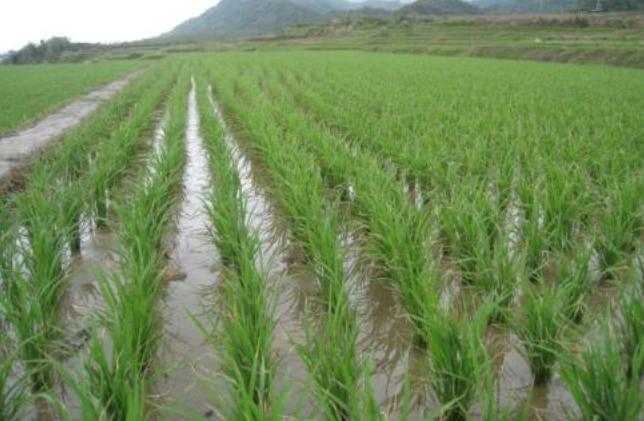 水稻稻瘟病防治技巧，及加强栽培管理，避免造成经济损失