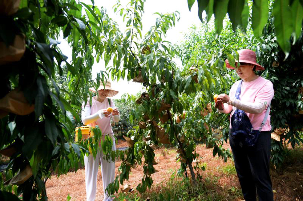 美霞家庭农场小榛子“链”起大产业推动乡村产业振兴，齐山镇河上沟村榛子树，遍山坡