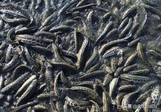 <html>
<head><title>502BadGateway</title></head>
<body>
<center><h1>502BadGateway</h1></center>
<hr><center>nginx</center>
</body>
</html>
<!--apaddingtodisableMSIEandChromefriendlyerrorpage-->
<!--apaddingtodisableMSIEandChromefriendlyerrorpage-->
<!--apaddingtodisableMSIEandChromefriendlyerrorpage-->
<!--apaddingtodisableMSIEandChromefriendlyerrorpage-->
<!--apaddingtodisableMSIEandChromefriendlyerrorpage-->
<!--apaddingtodisableMSIEandChromefriendlyerrorpage-->
