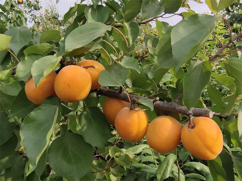 麦黄时节杏儿熟诗歌,麦收时节杏儿黄上一句