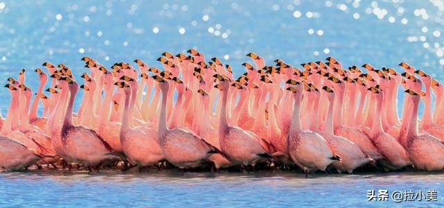 天空之镜乌尤尼盐沼紫色,乌尤尼盐沼旅游攻略