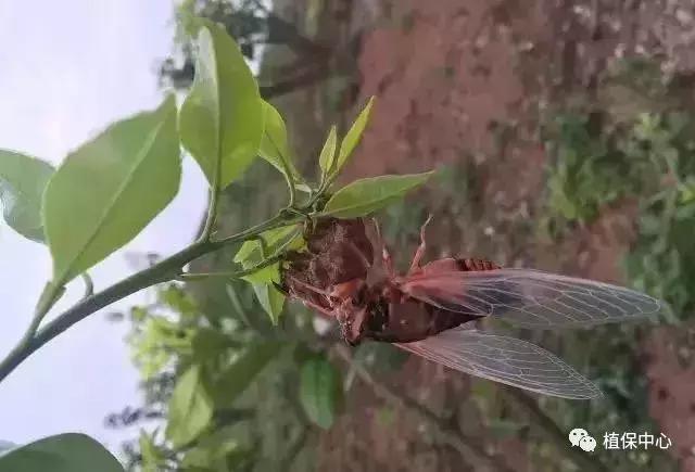 柑橘害虫最佳治疗方法,柑橘春季需要防治哪些害虫