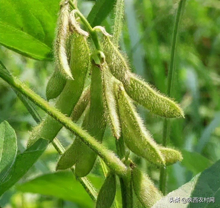 大豆蚜虫用吡虫啉防治行吗,大豆茎叶有蚜虫怎样治疗