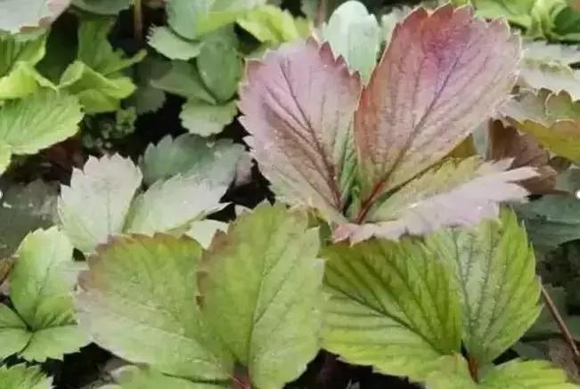 草莓叶片边缘发黑是怎么回事,草莓叶片发红发黄怎么回事