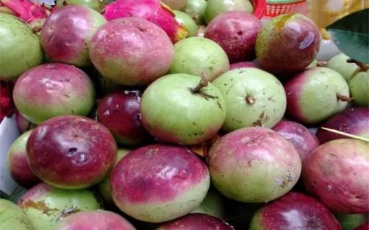 适合南方种植的名贵水果,什么水果树适合南方的庭院种植