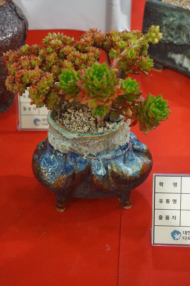 多肉欣赏桃美人,多肉植物欣赏