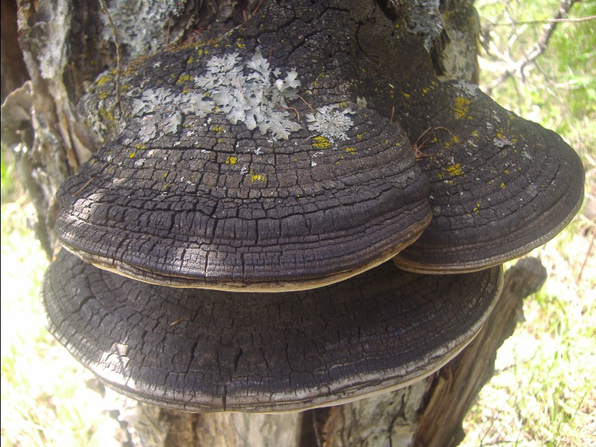 野生人参的真相,灵芝真相大揭秘