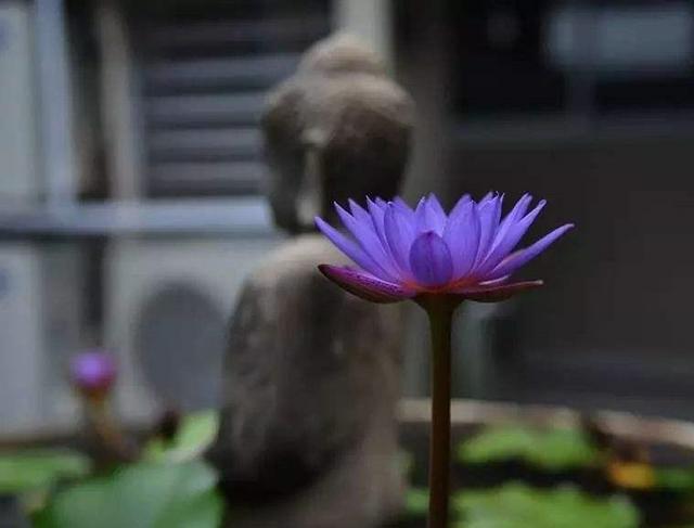 金刚经最经典语录人生感悟,金刚经给我们的智慧和觉悟