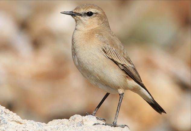 东江揽胜,惠州淡水常见鸟类图谱