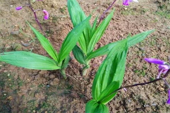 白芨种苗当前价格,白芨种苗价格多少一株