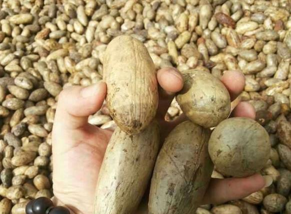 千眼菩提是怎么结的果,千眼菩提和别的菩提区别在哪