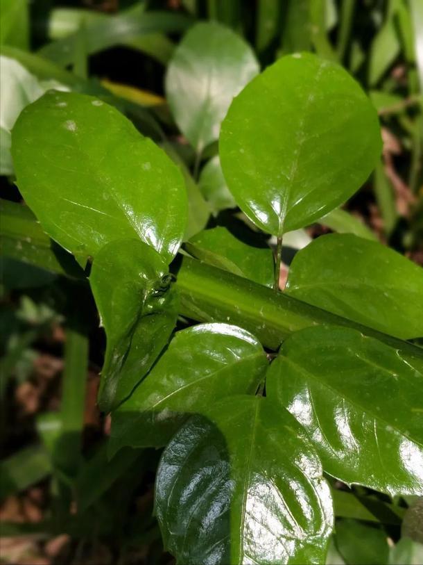 深圳海上田园一日游,深圳宝安海上田园风景