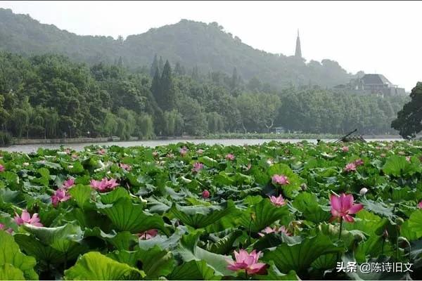 杨万里游西湖赏荷花,杨万里关于荷花的经典诗句