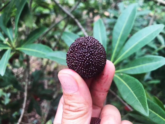 莫干山德清采摘,莫干山白杨梅采摘