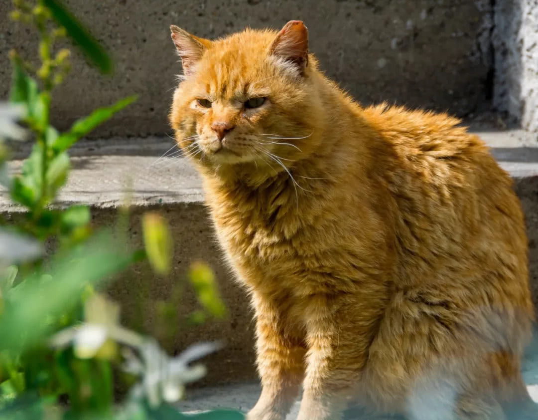 猫咪这6个常规小知识你知道几个,猫咪以后年纪大了该如何饲养