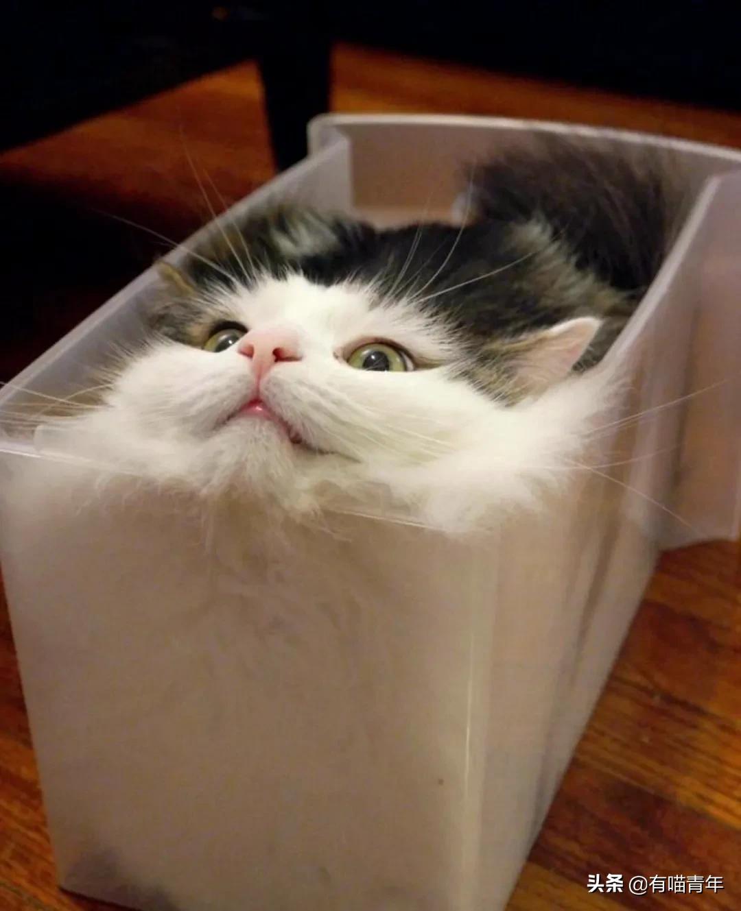 众所周知猫是液体吗,众所周知猫都是液体