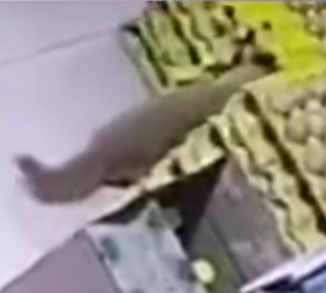 捕捉黄大仙的方法有哪些,黄大仙为什么怕黄鼠狼