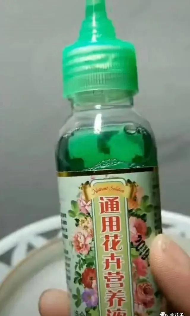 碗莲能养小鱼吗,一缸碗莲养几条小鱼