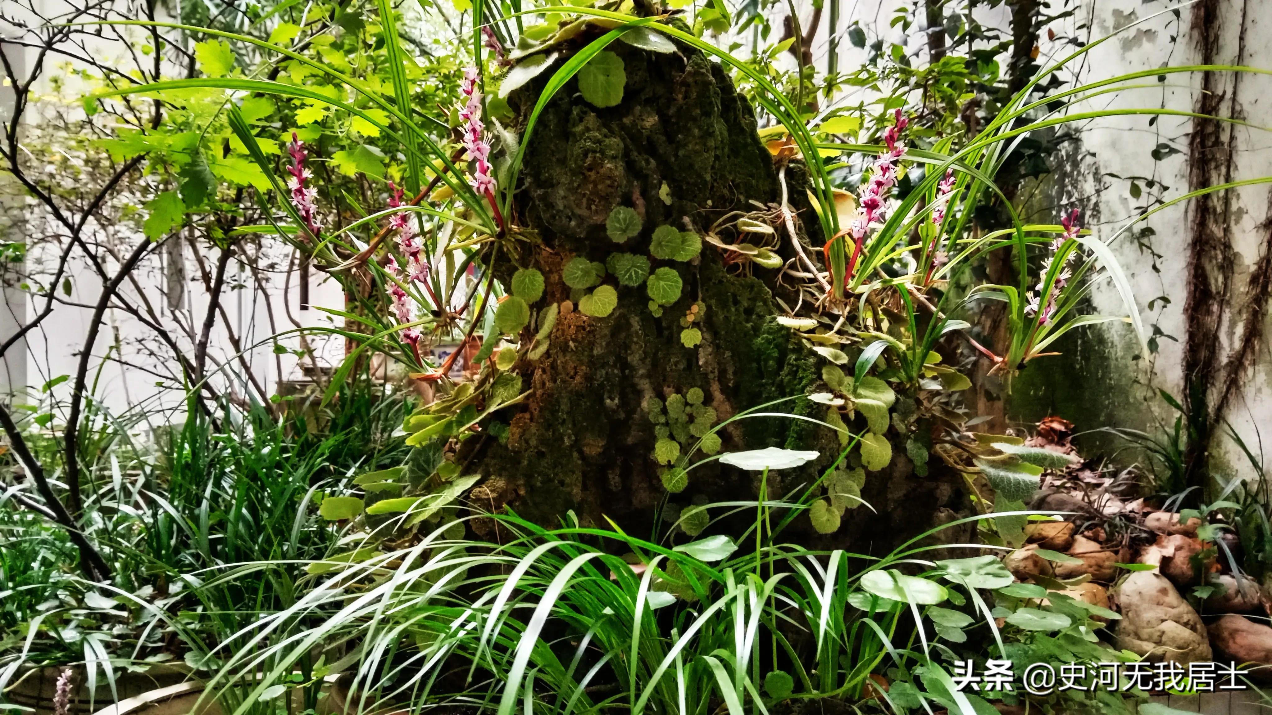 石菖蒲养护方法,石菖蒲的养护方法和用量