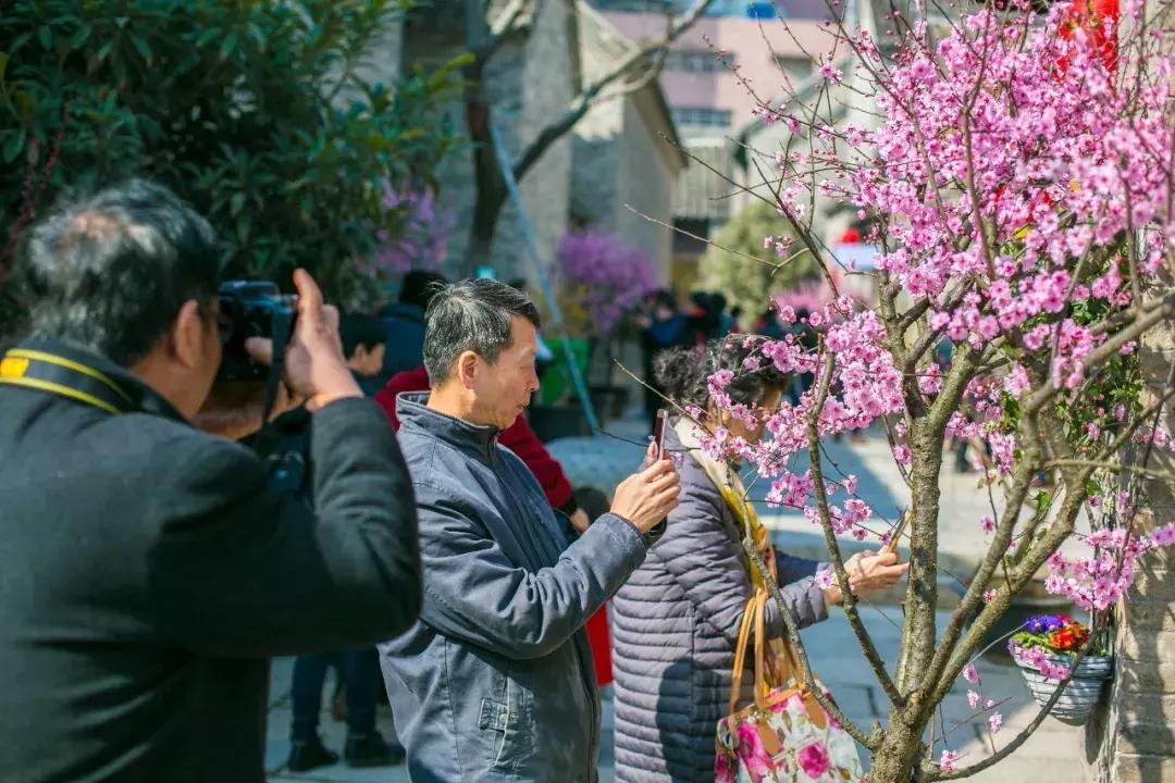 徐州市中心处竟隐藏着一片梅花林，时尚又古香的街区被映成粉色
