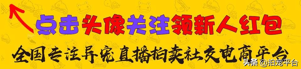 蜘蛛爬宠新人注意事项,刚买过来的宠物蜘蛛应该怎么养