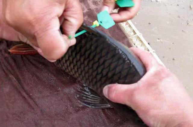 开鱼塘钓鱼如何盈利,钓鱼不如钓自己