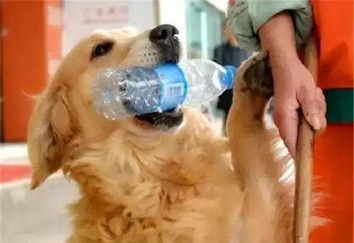 金毛狗狗的优点和缺点,金毛的优点和缺点