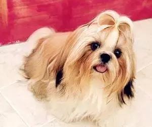 身价最高的狗,身价20亿的狗