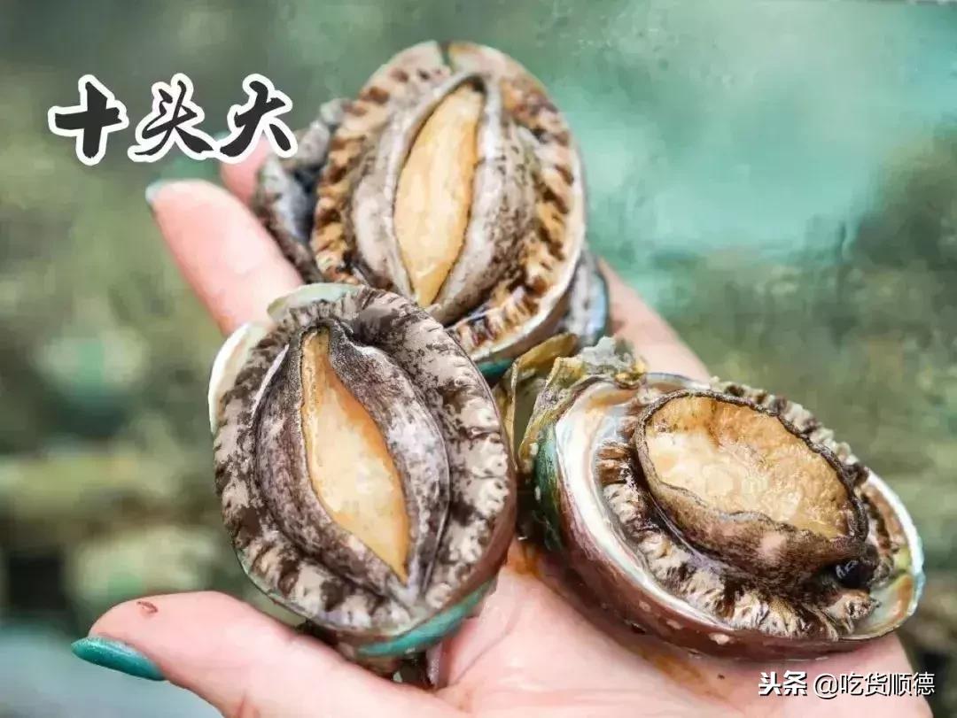 顺德人均100的农庄,顺德最顶级农庄