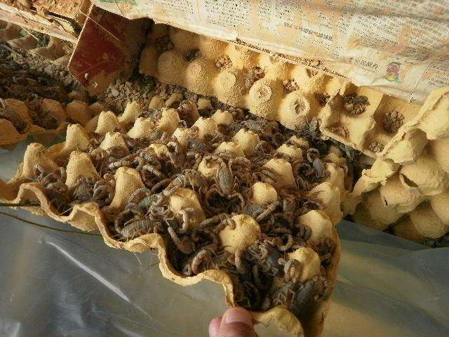 蝎子养殖前景和价格,蝎子养殖成本效益分析报告