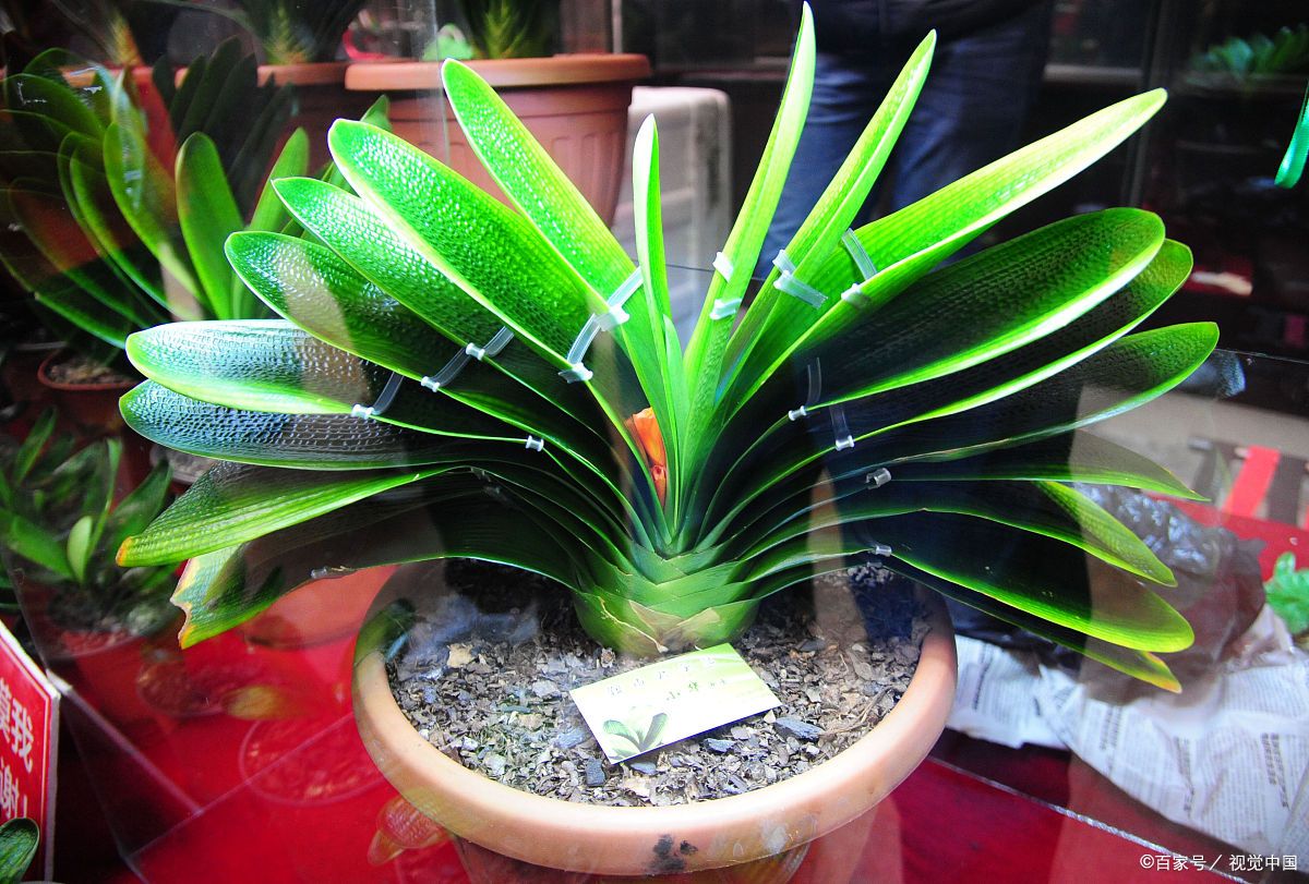 这六种花寓意吉祥好养易活,家中最旺财的4种花