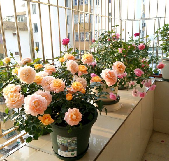 介绍一下自制养花的杀虫方法,自制杀虫水喷花草