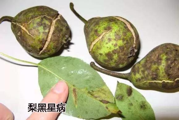 梨黑斑病与梨黑星病的防治措施,梨黑星病锈病最佳防治药剂