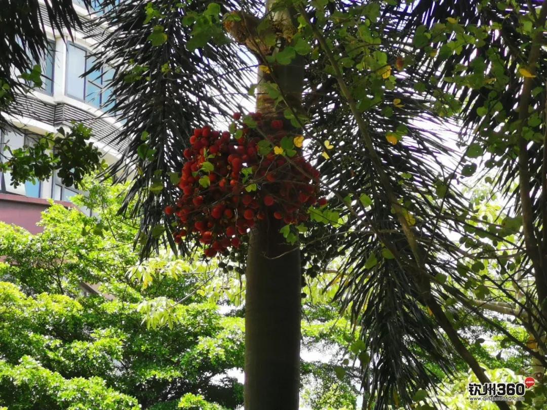 钦州像茶果一样的野果,广西的树结的果子可以吃