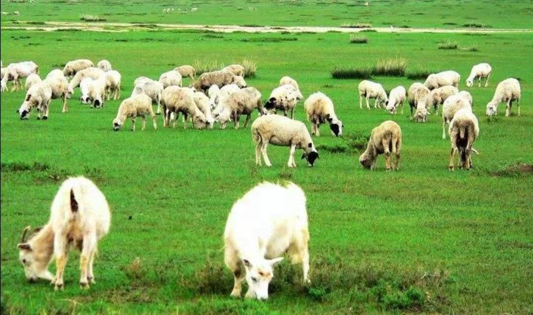 省政协原副主席陈光：虽只是个过客，却细细品尝了菏泽味道