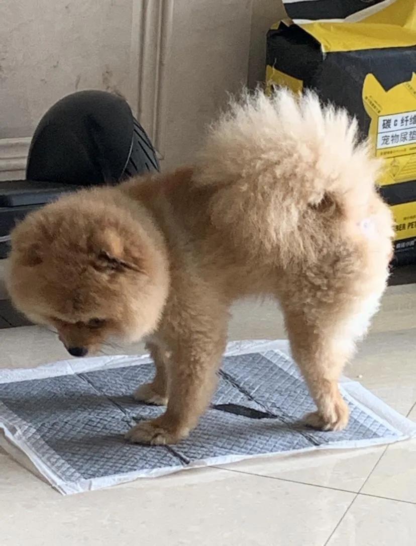 天下第一帅,天下第一帅英语