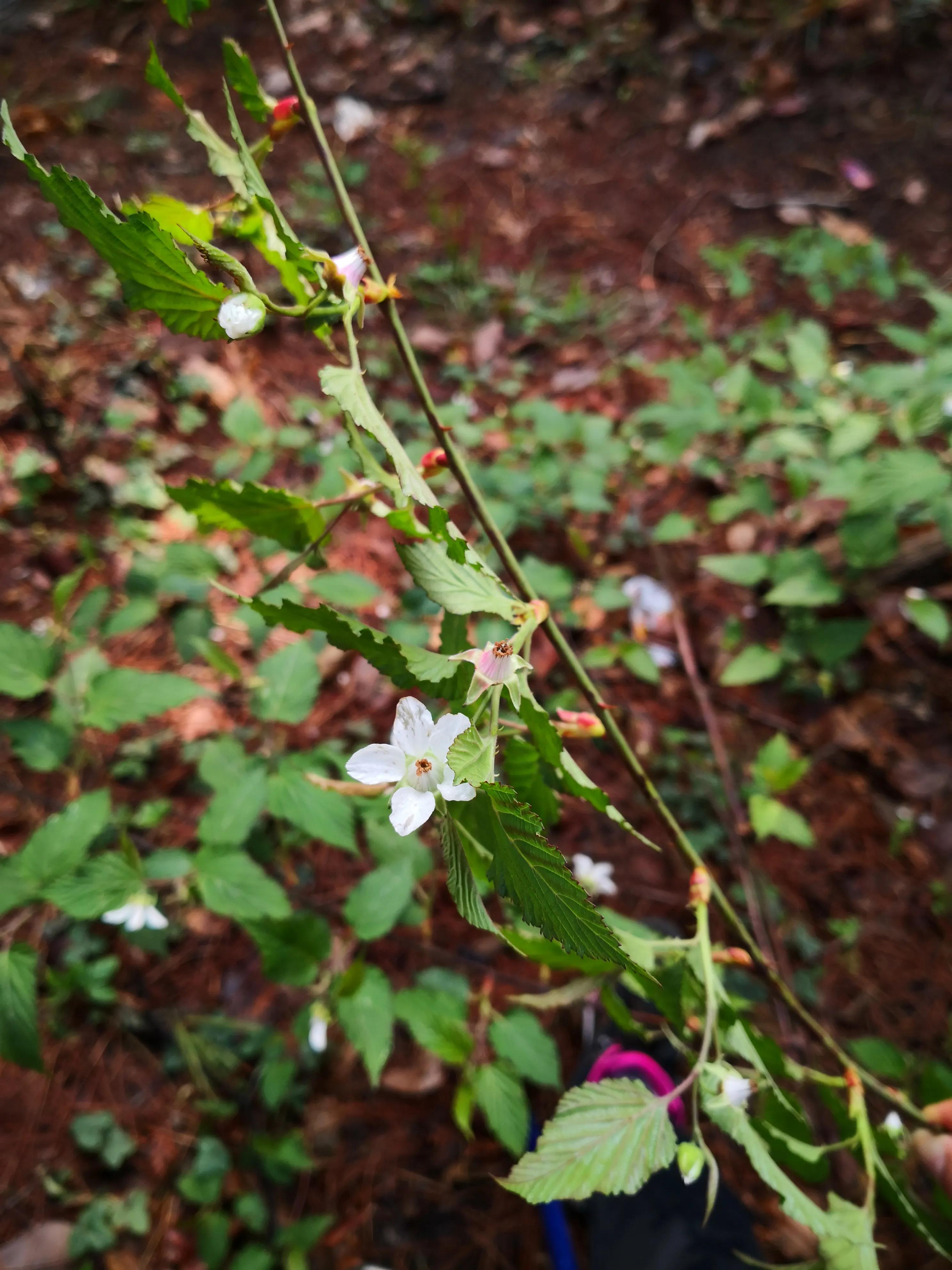爬山第二天小腿肌肉僵硬如何缓解,爬山后小腿疼如何缓解
