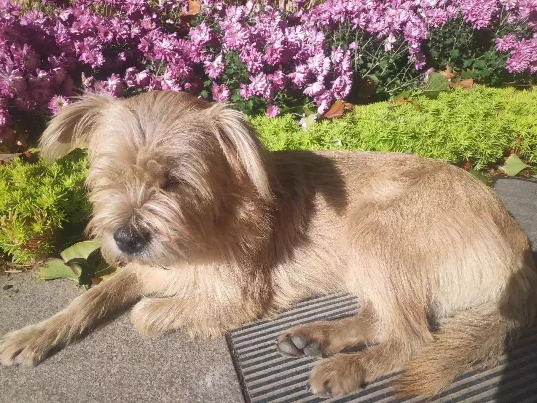 北京这个学校很“火”!坐拥3大花园、果园、动物园,集美貌与知识于一体!