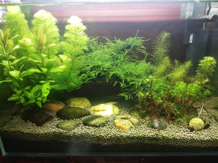 底砂粪便真的要清理吗？揭秘冷门腐殖菌系统，和硝化系统一样强大