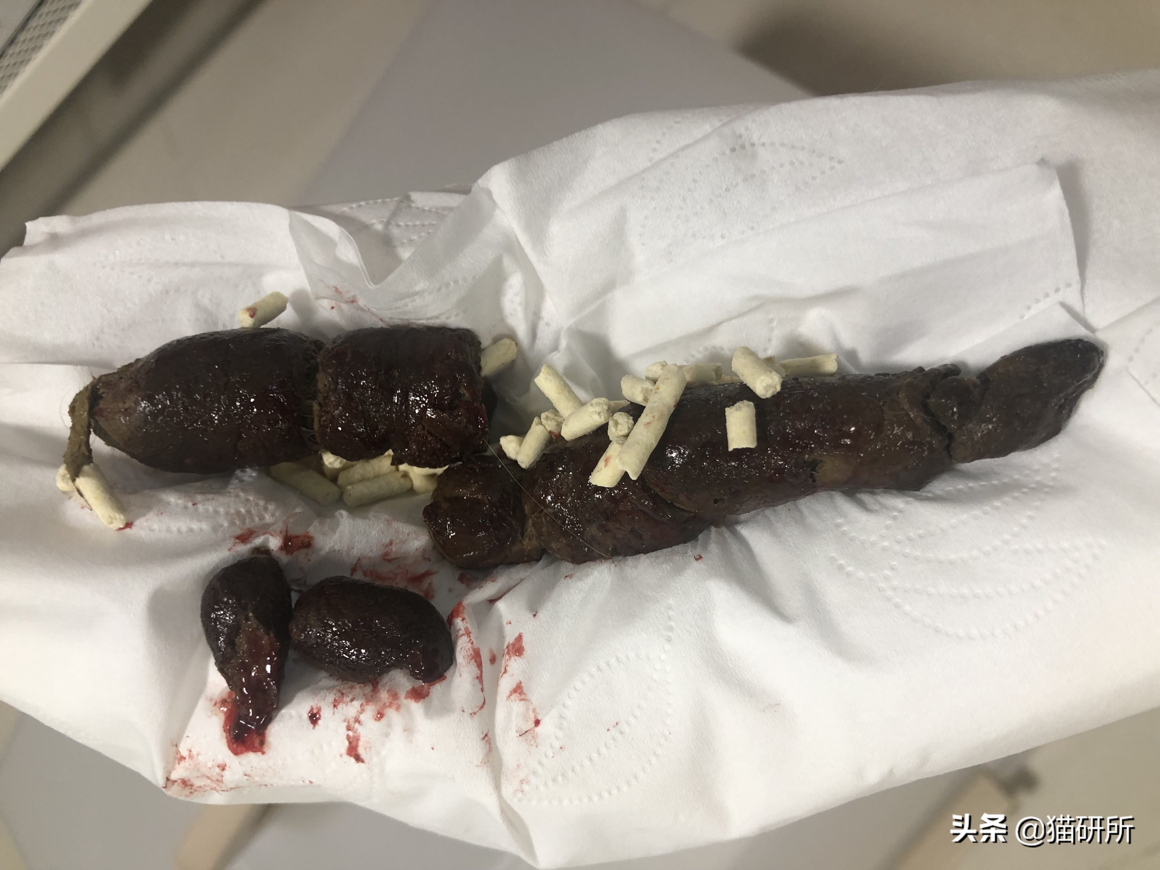 怀疑猫咪身上有虫怎么检查,怀疑猫咪中毒应做什么检查