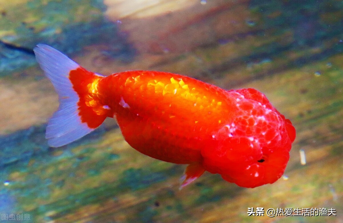 金鱼怎么养一段时间就会死,金鱼如何饲养才不死